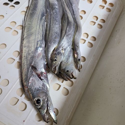 タチウオの釣果