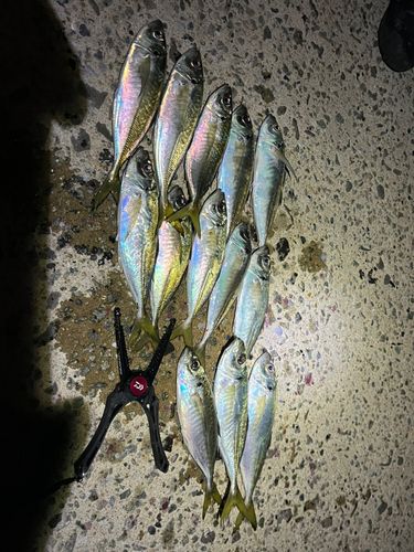 マアジの釣果