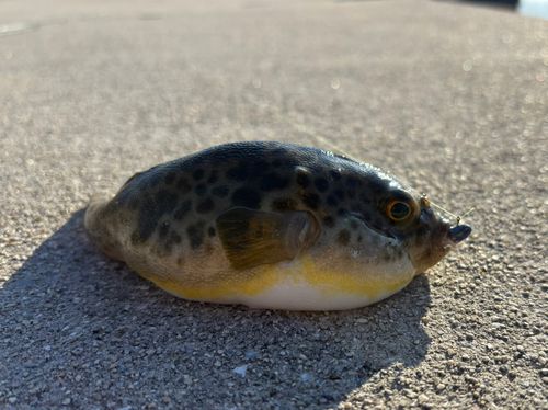 ヒガンフグの釣果