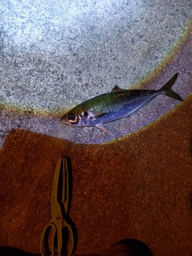 マアジの釣果