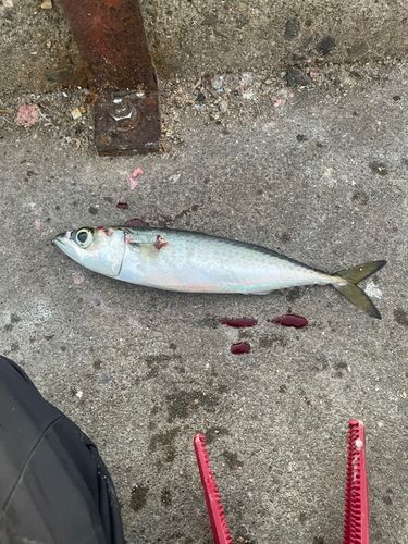 サバの釣果