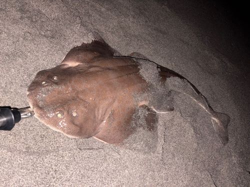 カスザメの釣果