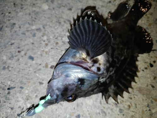 クロソイの釣果