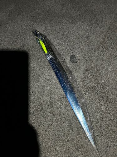 タチウオの釣果