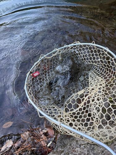 トラウトの釣果