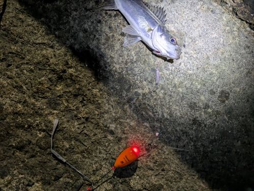 セイゴ（マルスズキ）の釣果