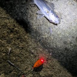 セイゴ（マルスズキ）