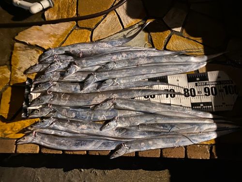 タチウオの釣果