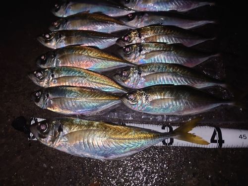 アジの釣果
