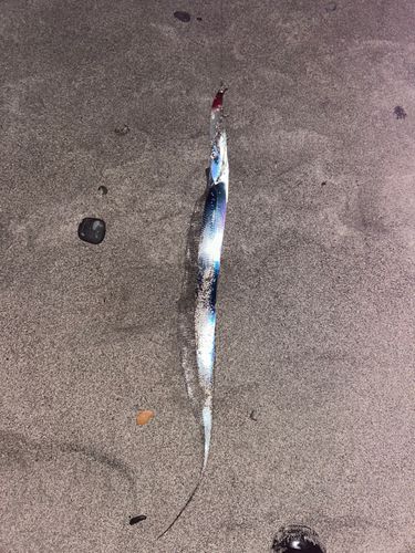 タチウオの釣果