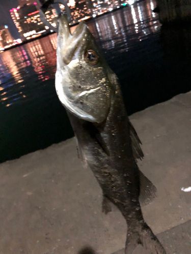 ハネ（マルスズキ）の釣果