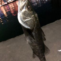 ハネ（マルスズキ）