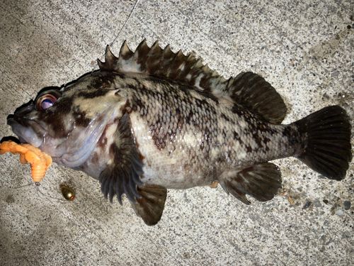 ムラソイの釣果