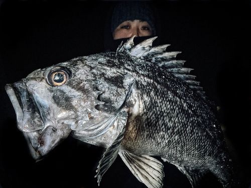 クロソイの釣果