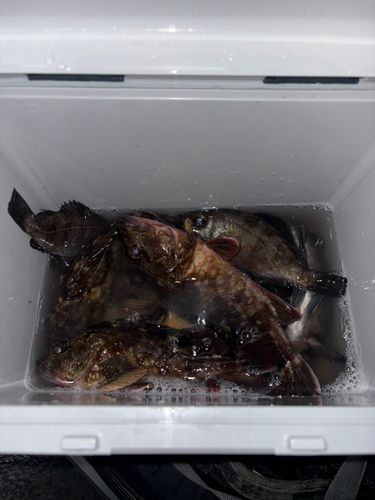 クロメバルの釣果