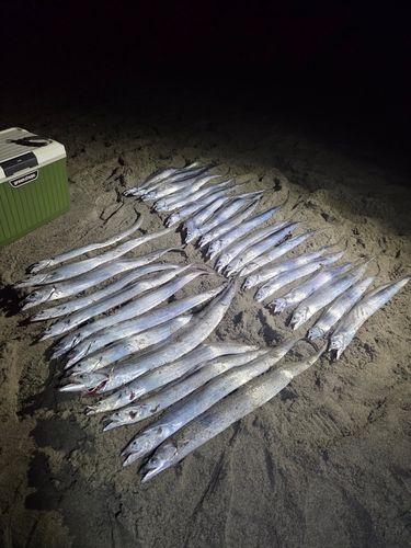 タチウオの釣果