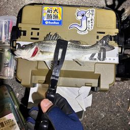 セイゴ（タイリクスズキ）