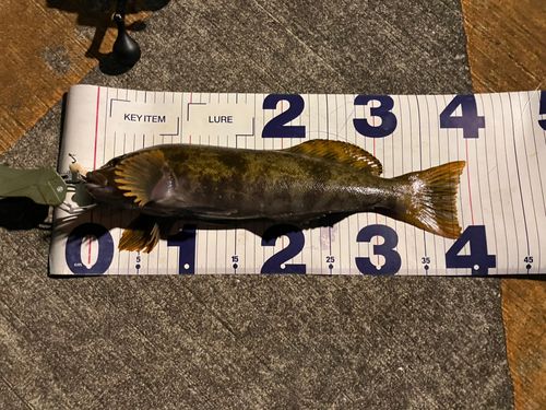 アイナメの釣果