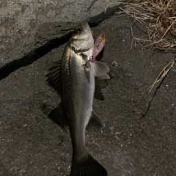 セイゴ（マルスズキ）