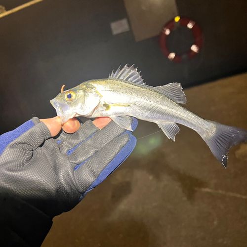 セイゴ（タイリクスズキ）の釣果