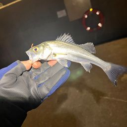 セイゴ（タイリクスズキ）