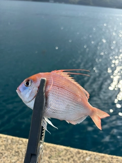 チダイの釣果