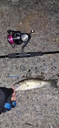 ブラックバスの釣果
