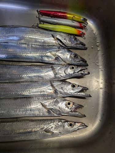 タチウオの釣果