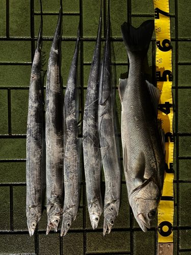 タチウオの釣果