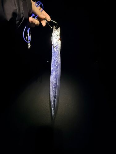 タチウオの釣果