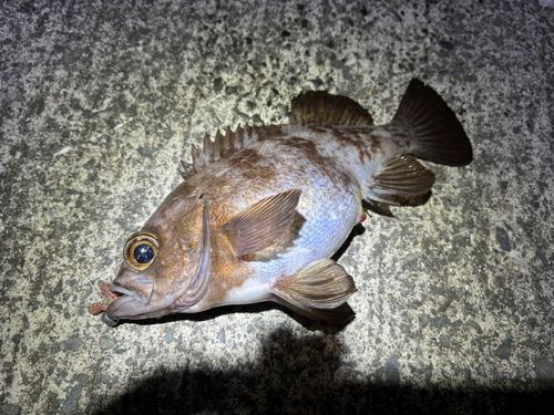 メバルの釣果