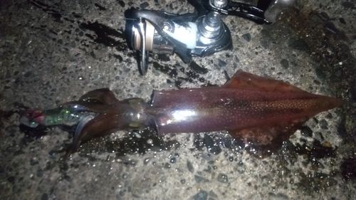 ヤリイカの釣果