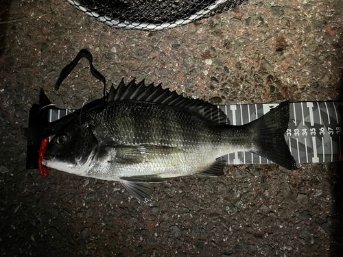 クロダイの釣果