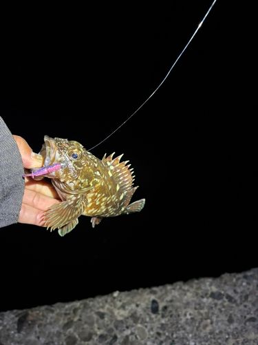 忠岡木材コンビナート