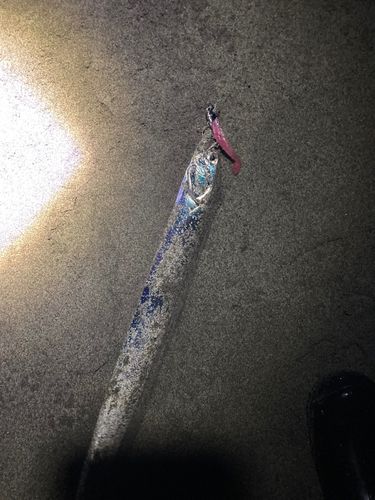 タチウオの釣果