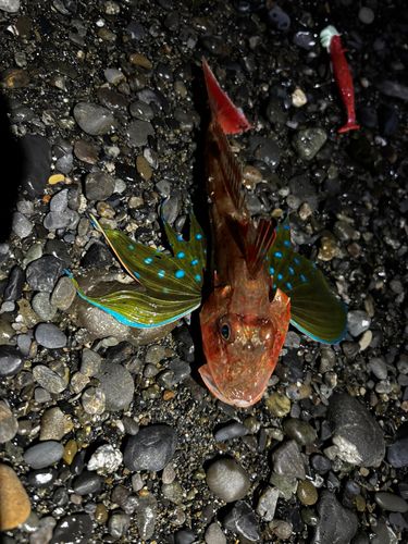 ホウボウの釣果