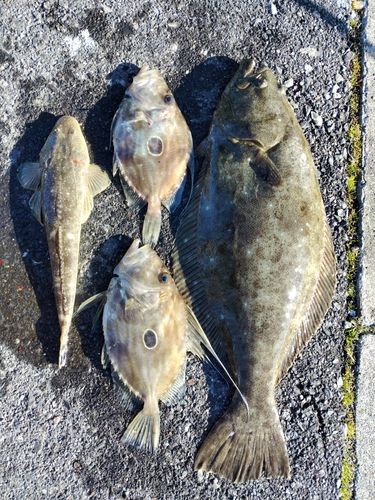 ヒラメの釣果