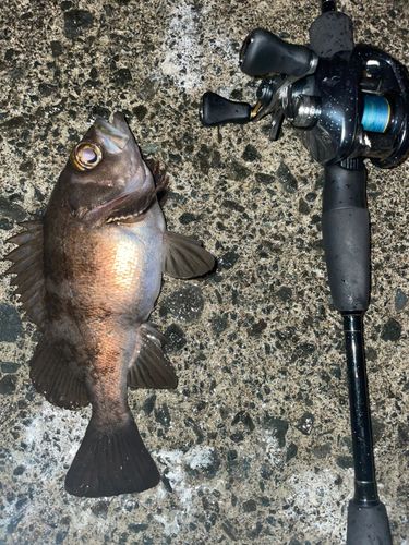 メバルの釣果