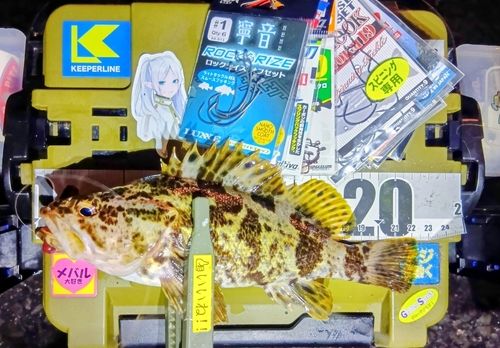 タケノコメバルの釣果