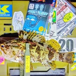 タケノコメバル