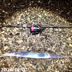 タチウオの釣果