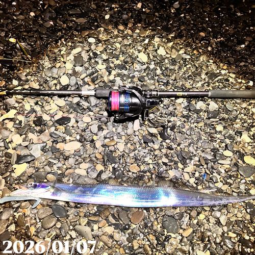 タチウオの釣果