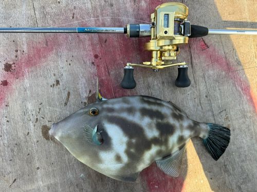 カワハギの釣果