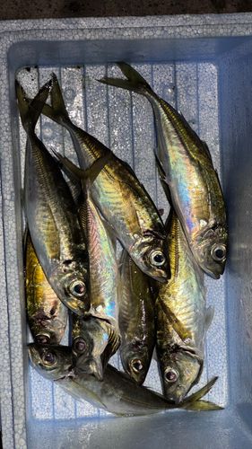 アジの釣果