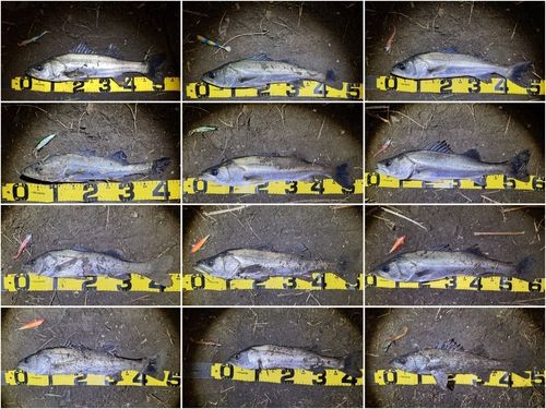 シーバスの釣果