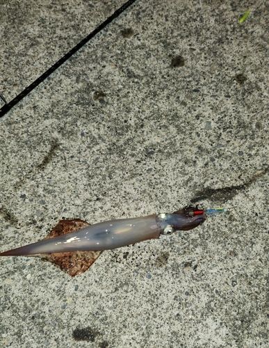 ヤリイカの釣果