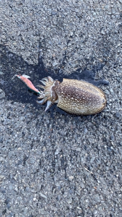シリヤケイカの釣果