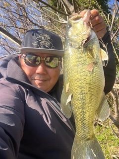 ラージマウスバスの釣果