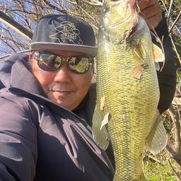 ラージマウスバス