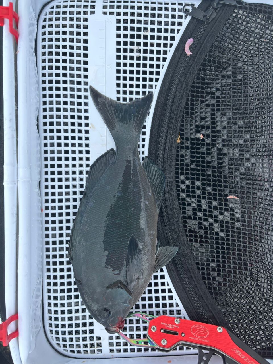 okumoさんの釣果 1枚目の画像